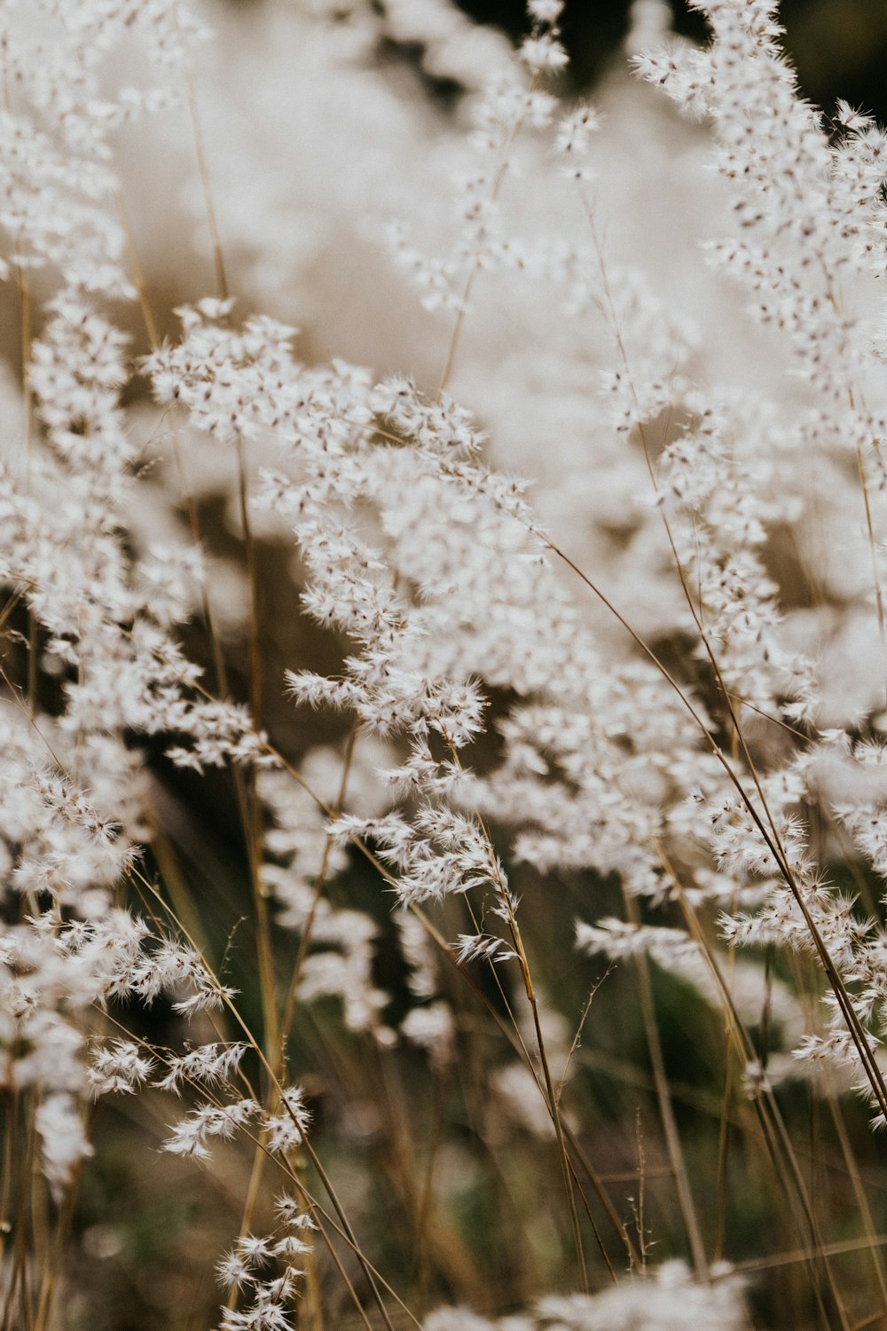 a bunch of white flowers in a field