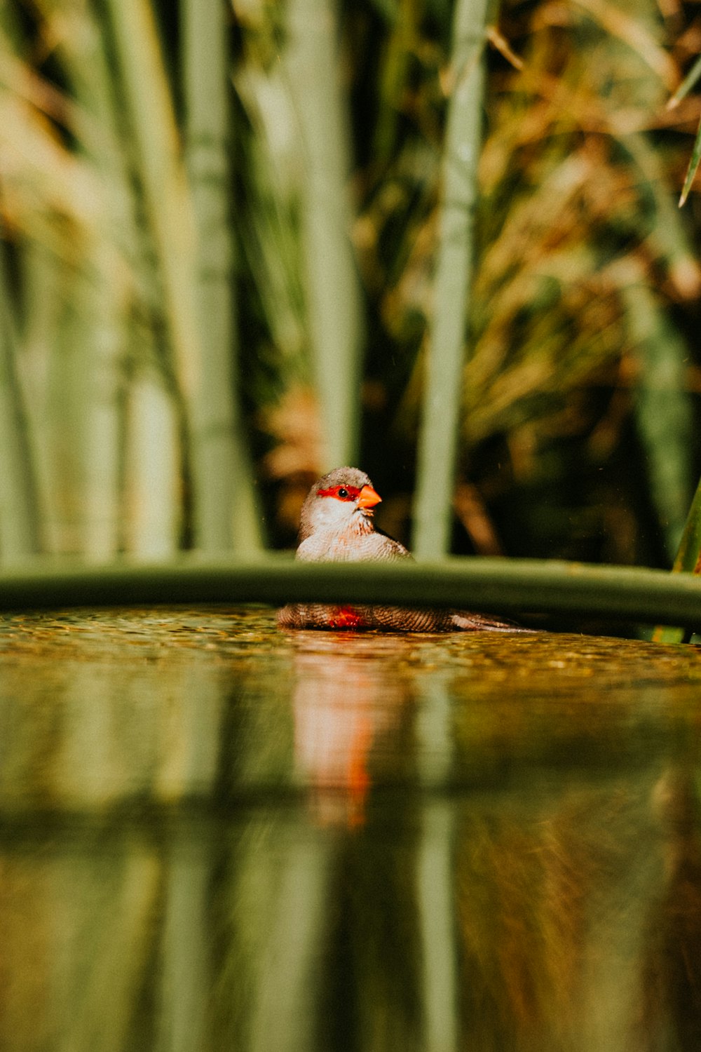 a small bird sitting on top of a body of water
