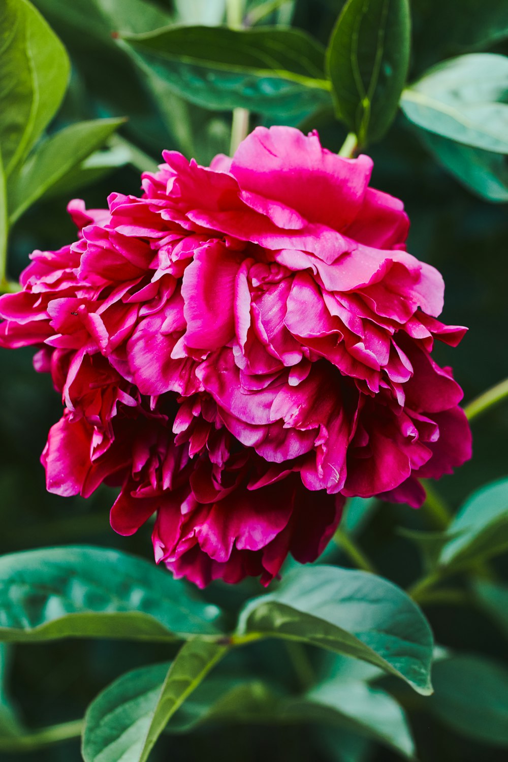 a pink flower with green leaves in the background