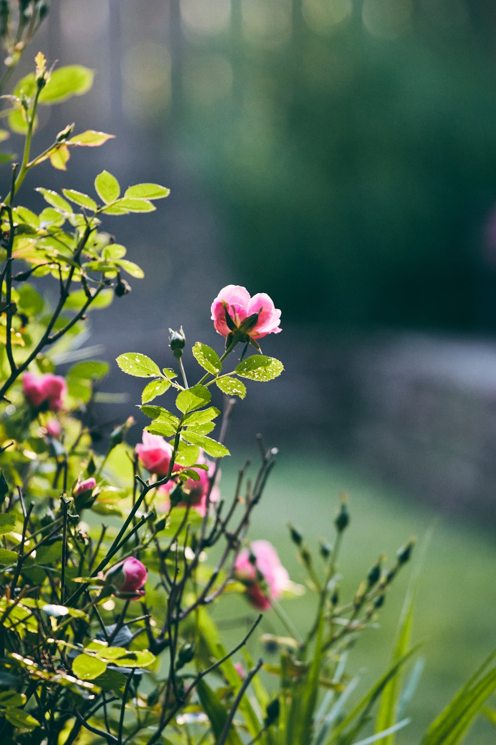 a bush with pink flowers and green leaves