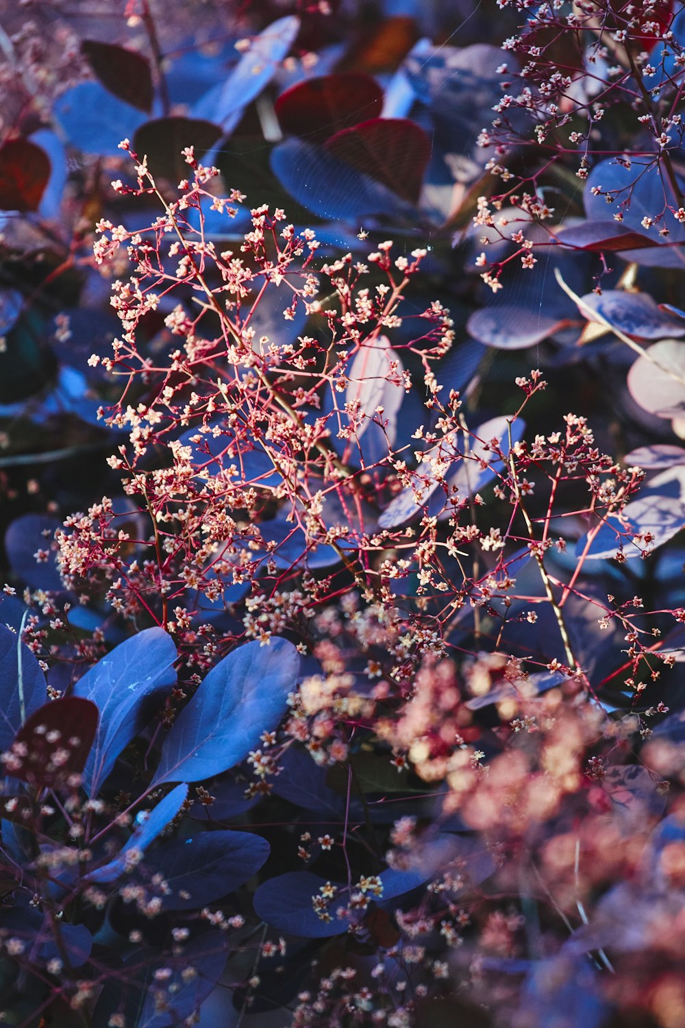 a close up of a bush with purple flowers