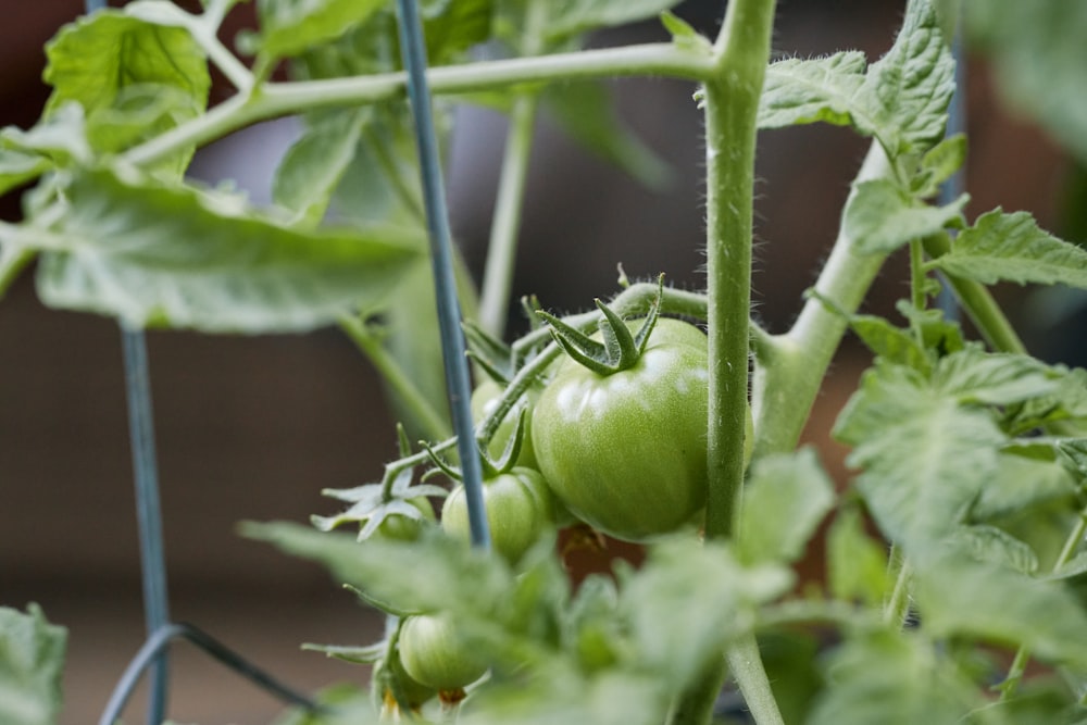 a close up of a green tomato plant