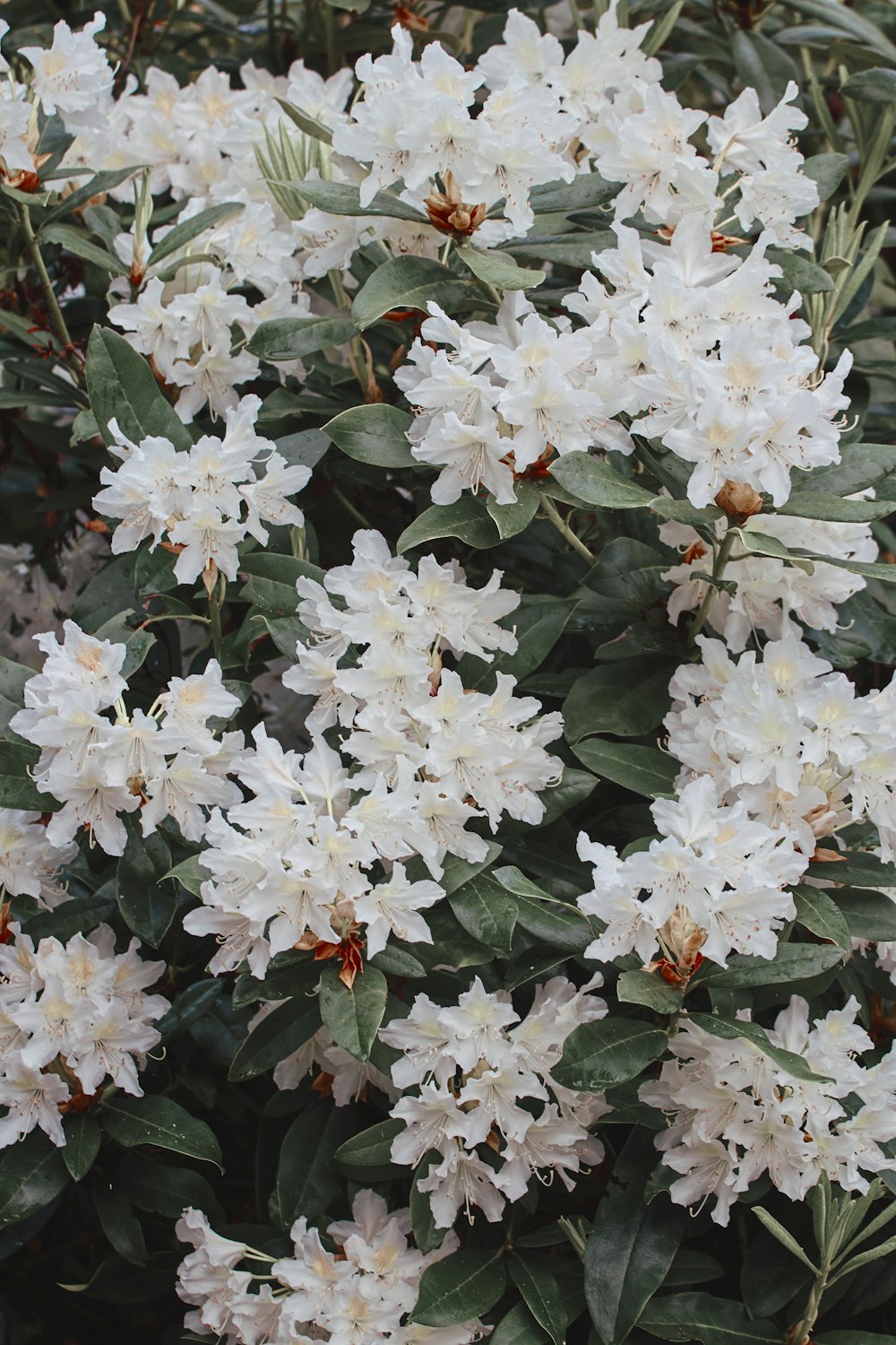 a bush of white flowers with green leaves