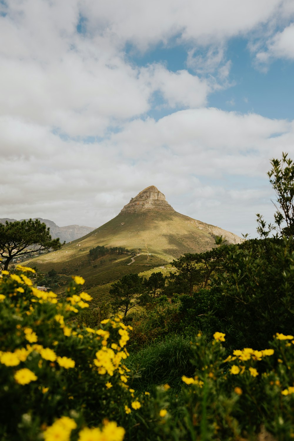 a mountain with yellow flowers in the foreground