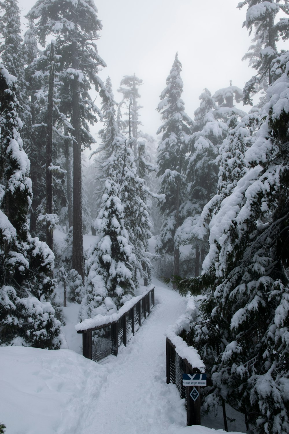 a path through a snowy forest with lots of trees