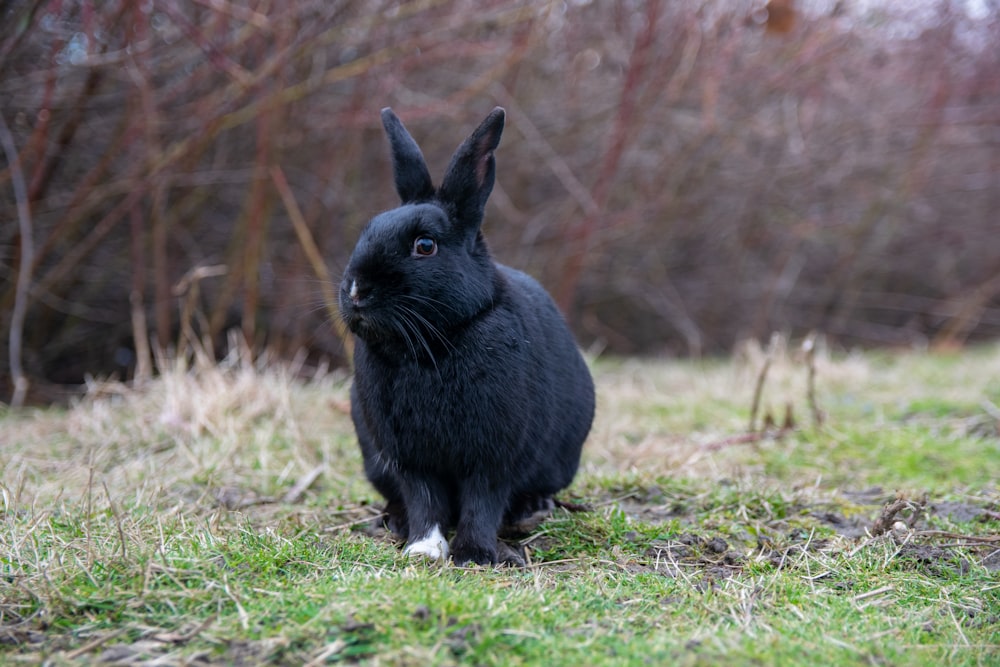 a black rabbit is sitting in the grass