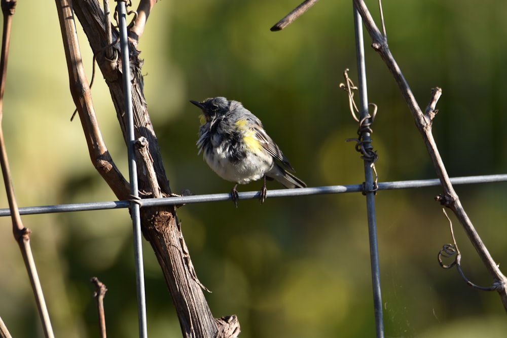 Un piccolo uccello appollaiato su una recinzione metallica