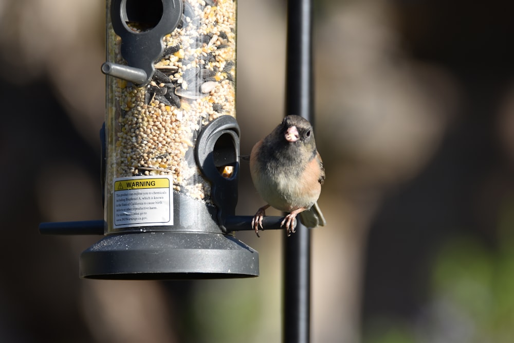 Un piccolo uccello appollaiato su una mangiatoia per uccelli