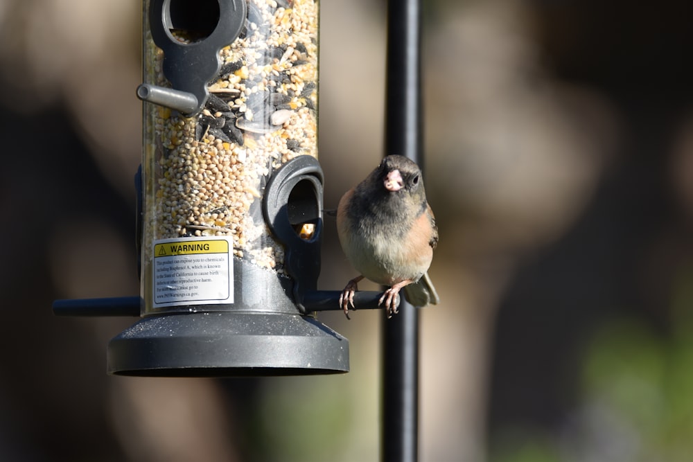 a small bird perched on a bird feeder