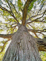 a very tall tree with lots of leaves on it