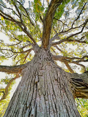 a very tall tree with lots of leaves on it