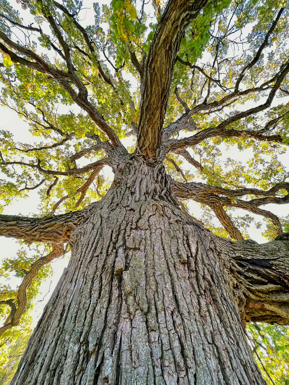 a very tall tree with lots of leaves on it