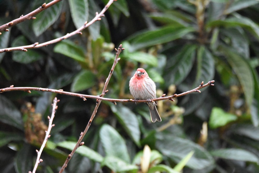 un petit oiseau assis sur une branche dans un arbre