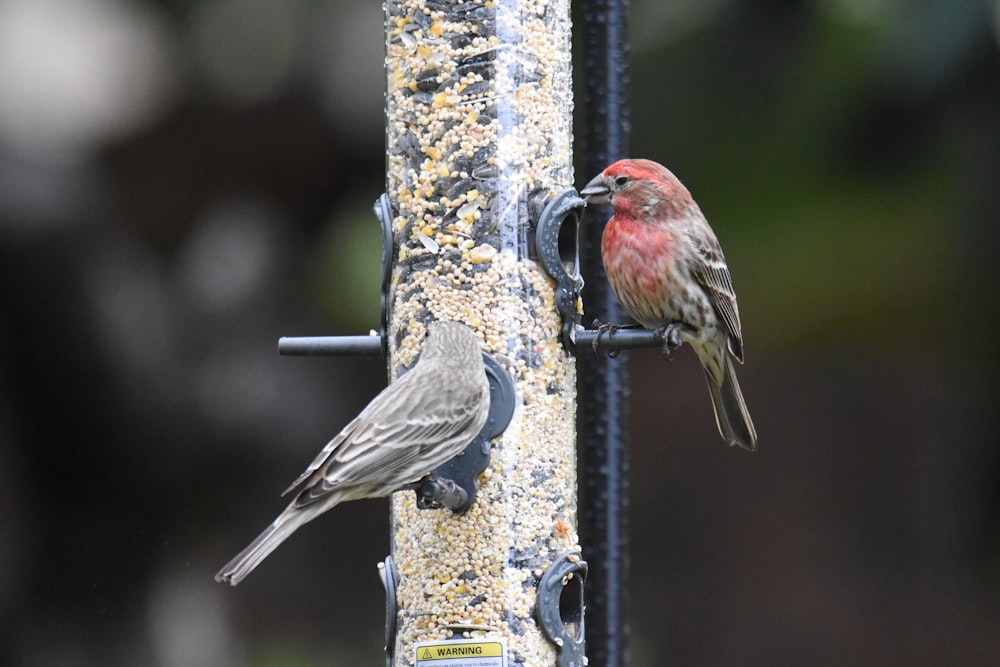 two birds are perched on a bird feeder