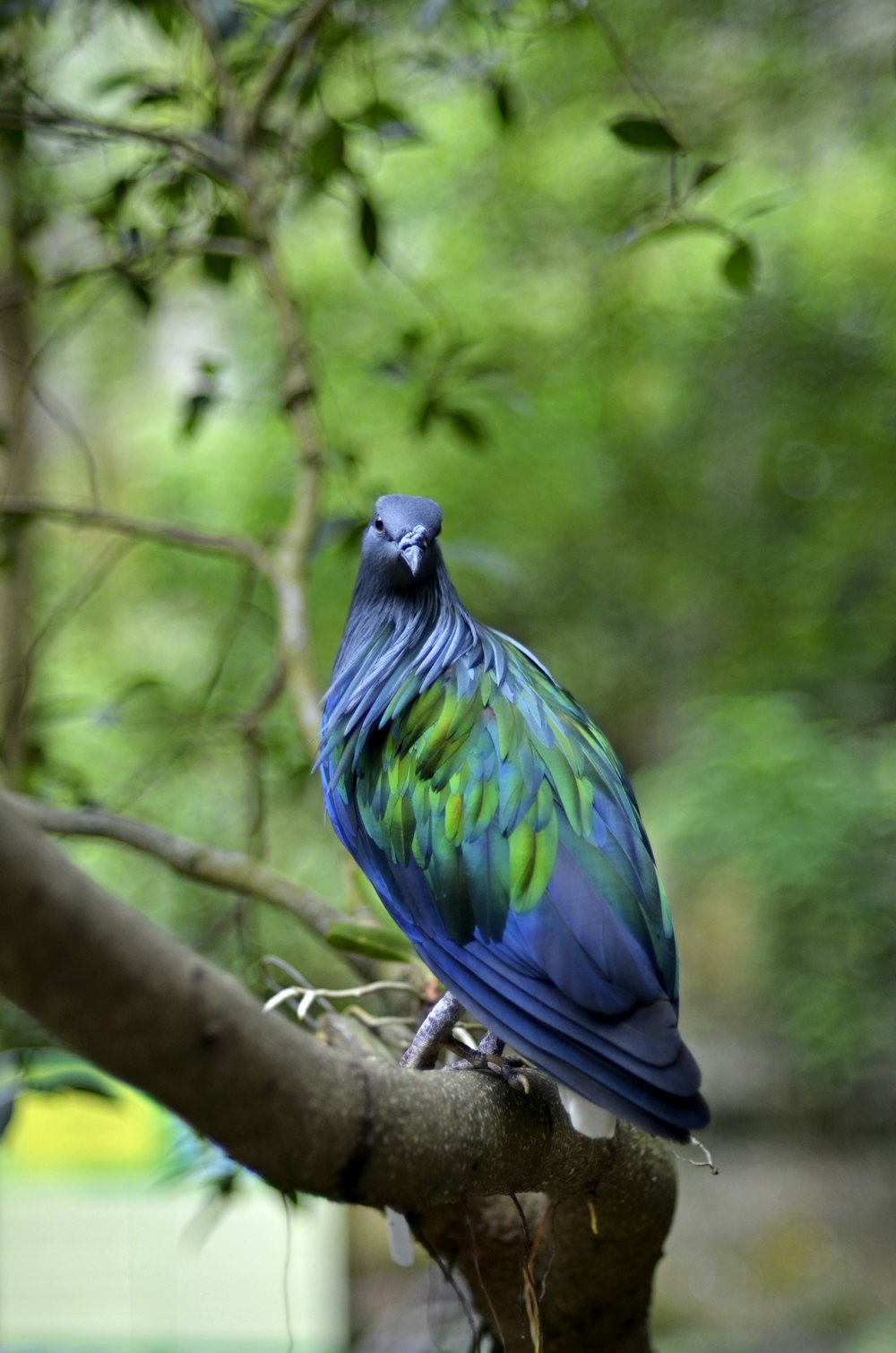a blue and green bird perched on a tree branch