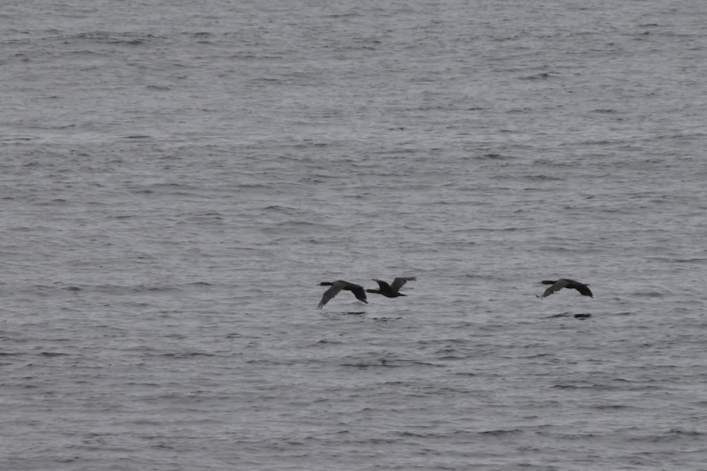 a couple of birds flying over a body of water