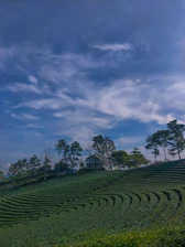 A lush green terraced farm with fresh vegetables and fruits under a clear blue sky.