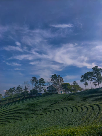 A lush green terraced farm with fresh vegetables and fruits under a clear blue sky.