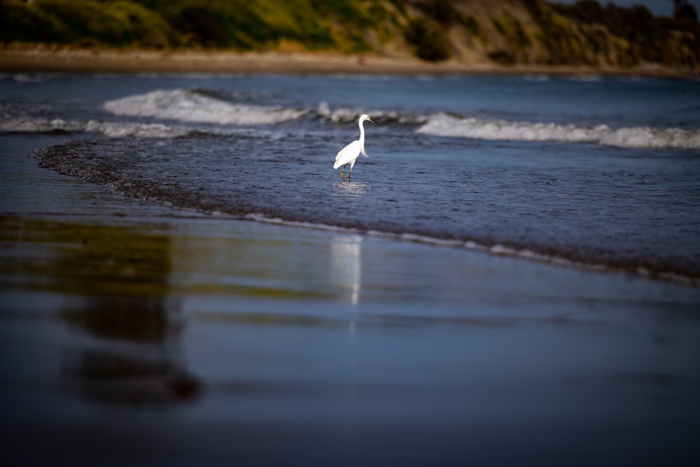 a white bird standing on top of a beach next to the ocean