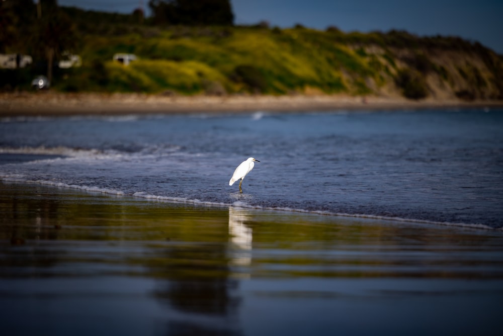 a white bird standing on top of a beach next to the ocean