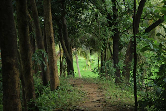 A forest path winding beneath towering deep green trees, dappled sunlight filtering through leaves.