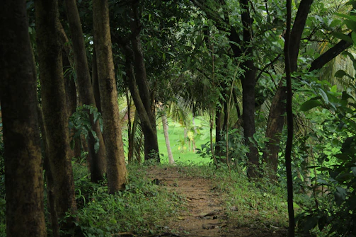 A forest path winding beneath towering deep green trees, dappled sunlight filtering through leaves.