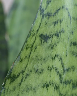 Close-up of a vibrant Sansevieria leaf with deep green and gold variegation under soft natural light