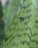 Close-up of a vibrant sansevieria leaf with natural sunlight highlighting its texture.