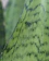 Close-up of a vibrant sansevieria leaf with natural sunlight highlighting its texture.