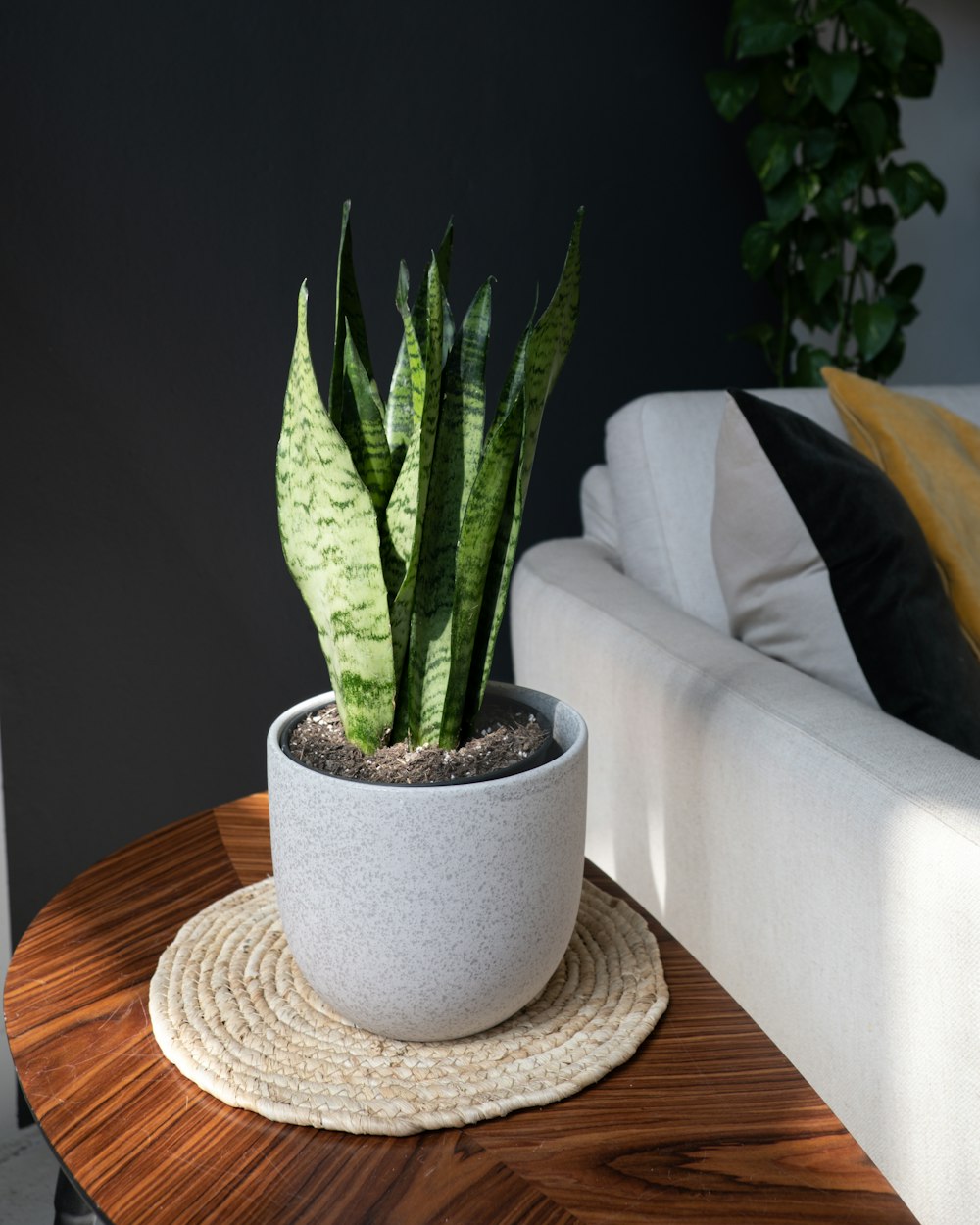 a potted plant sitting on top of a wooden table