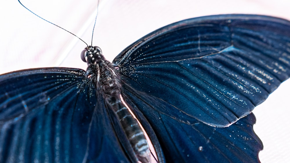 a close up of a blue butterfly on a white surface