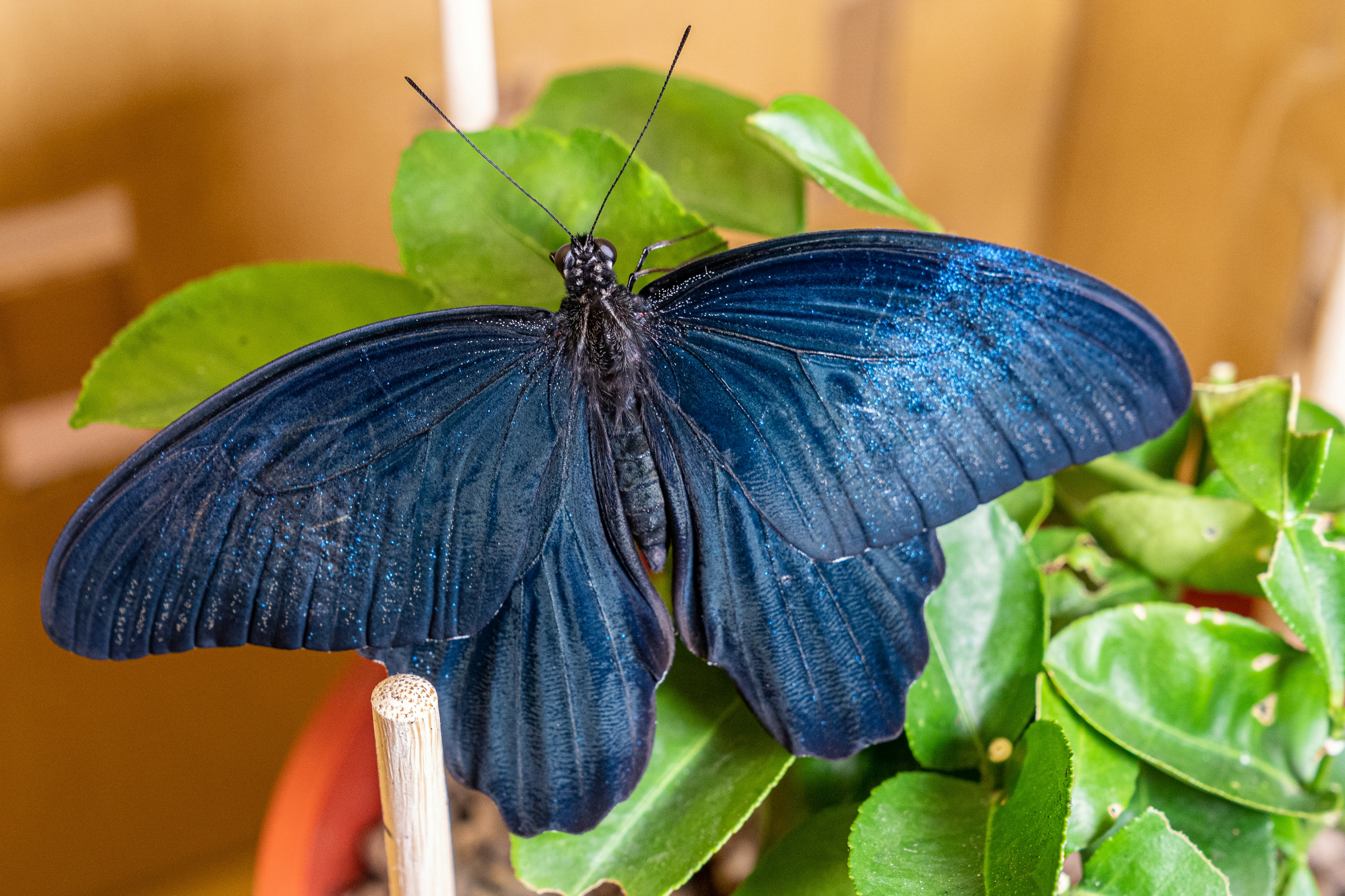 a blue butterfly sitting on top of a green plant