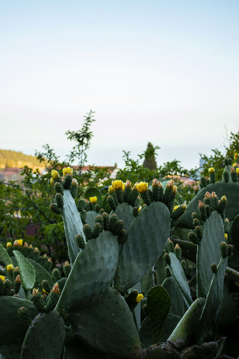 a bunch of cactus plants with yellow flowers