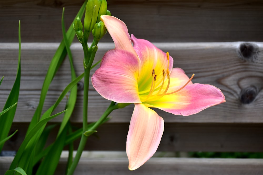 a pink and yellow flower in front of a wooden fence