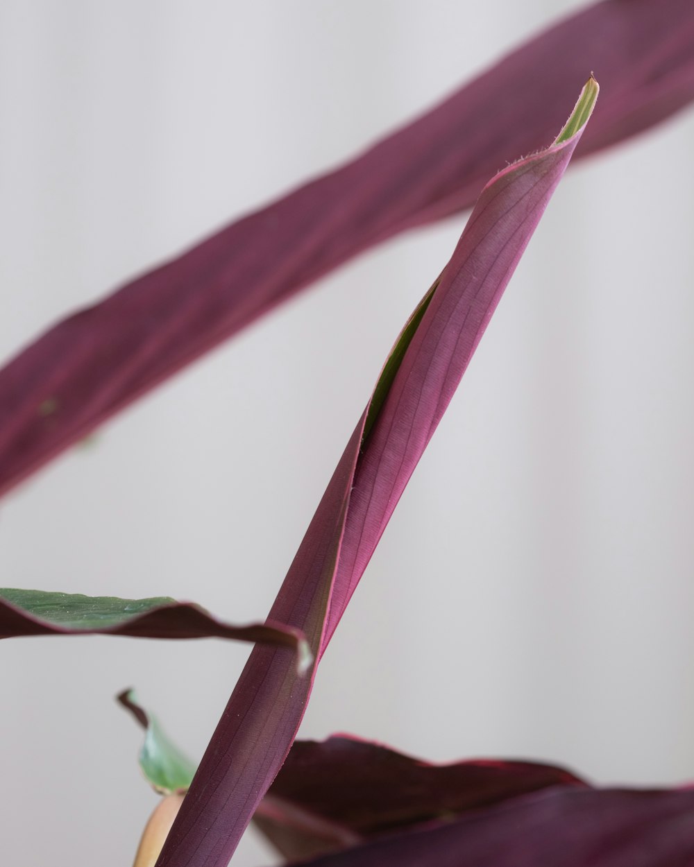 a close up of a purple plant with green leaves