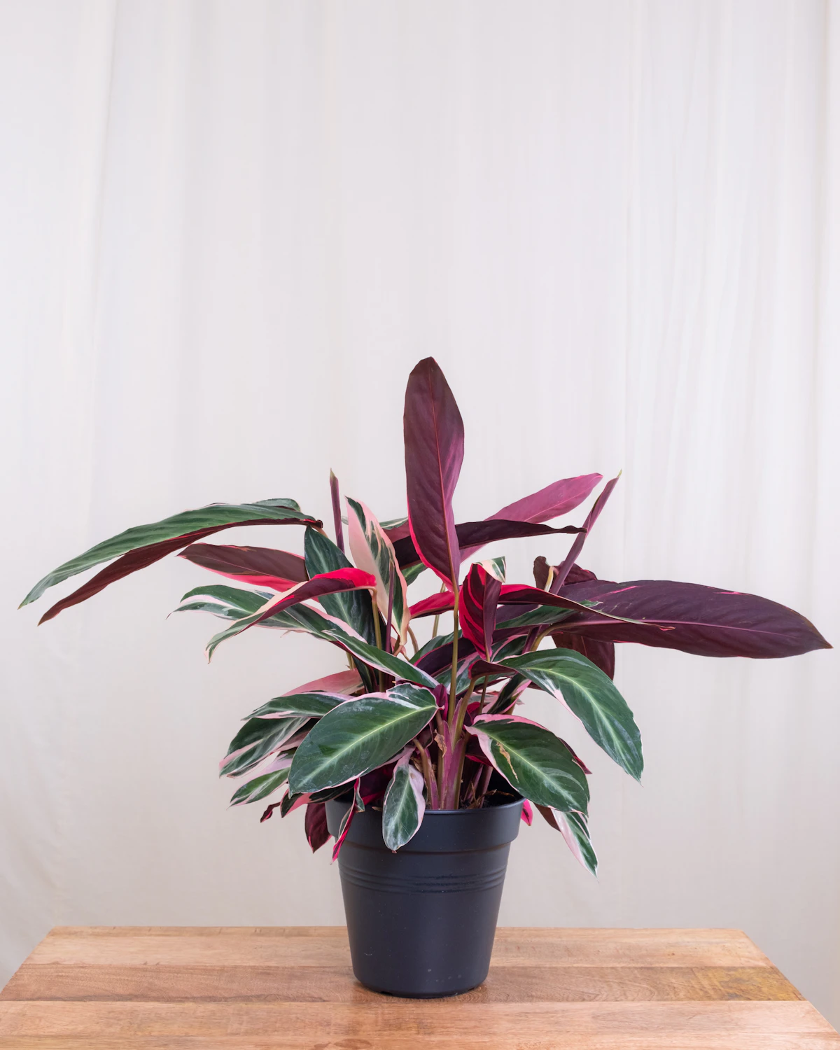 A prayer plant showing the patterned leaf surface and edges where mineral accumulation typically presents as brown tips