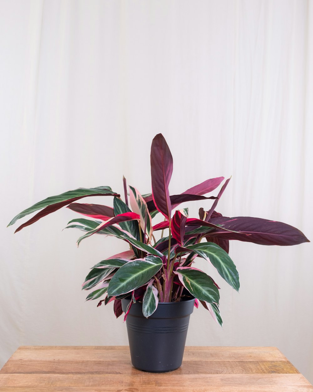 a potted plant sitting on top of a wooden table