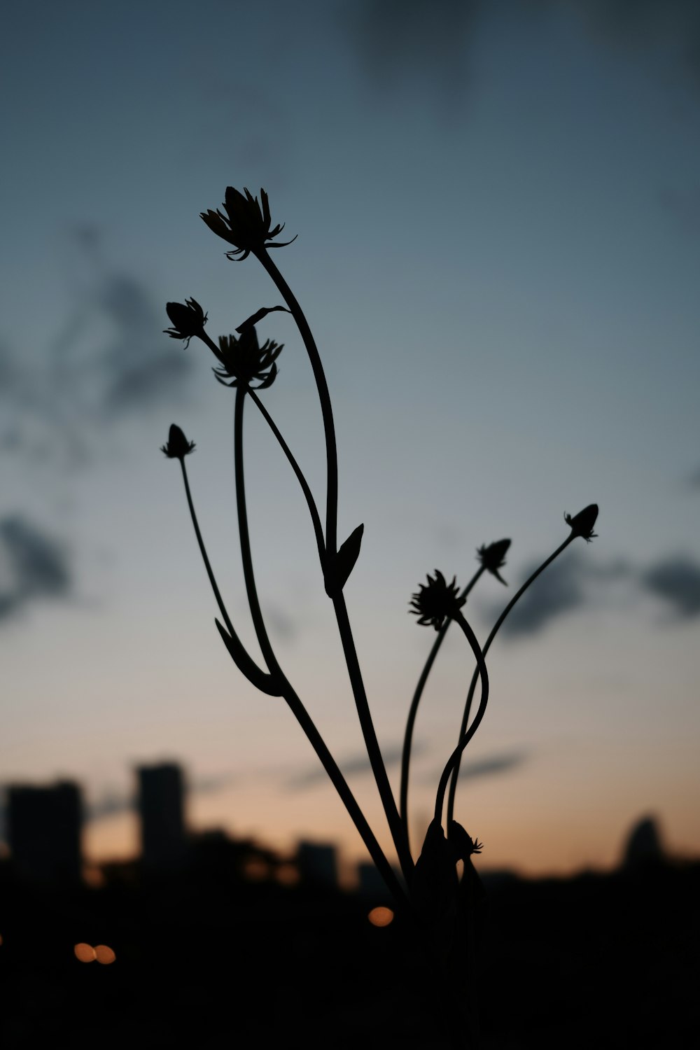 a silhouette of a plant with a city in the background