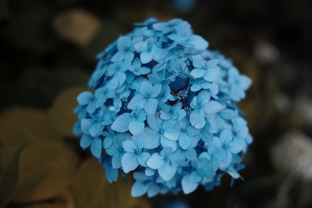 a blue flower with green leaves in the background