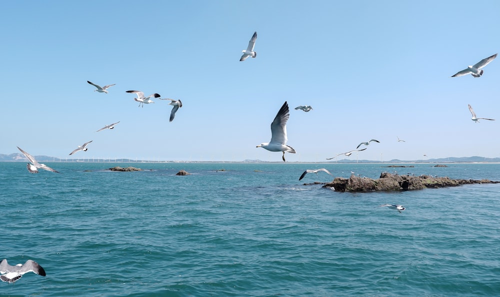 a flock of seagulls flying over a body of water