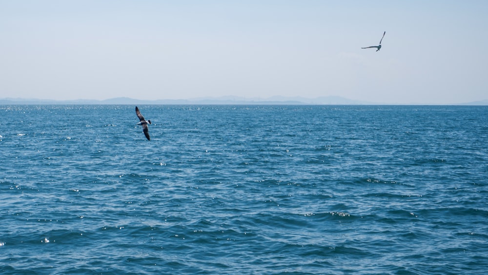 a bird flying over a large body of water