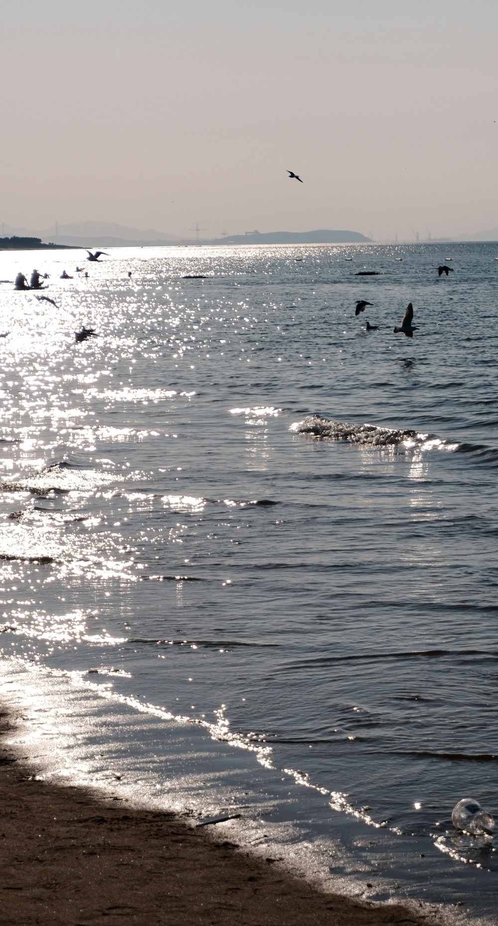 a group of birds flying over a body of water