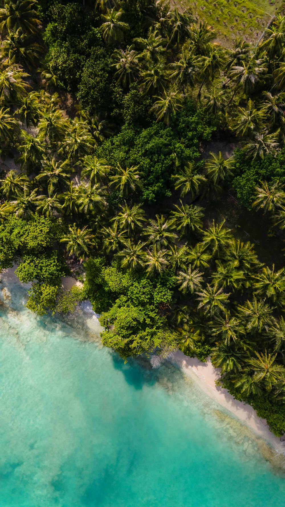 an aerial view of a tropical beach with palm trees