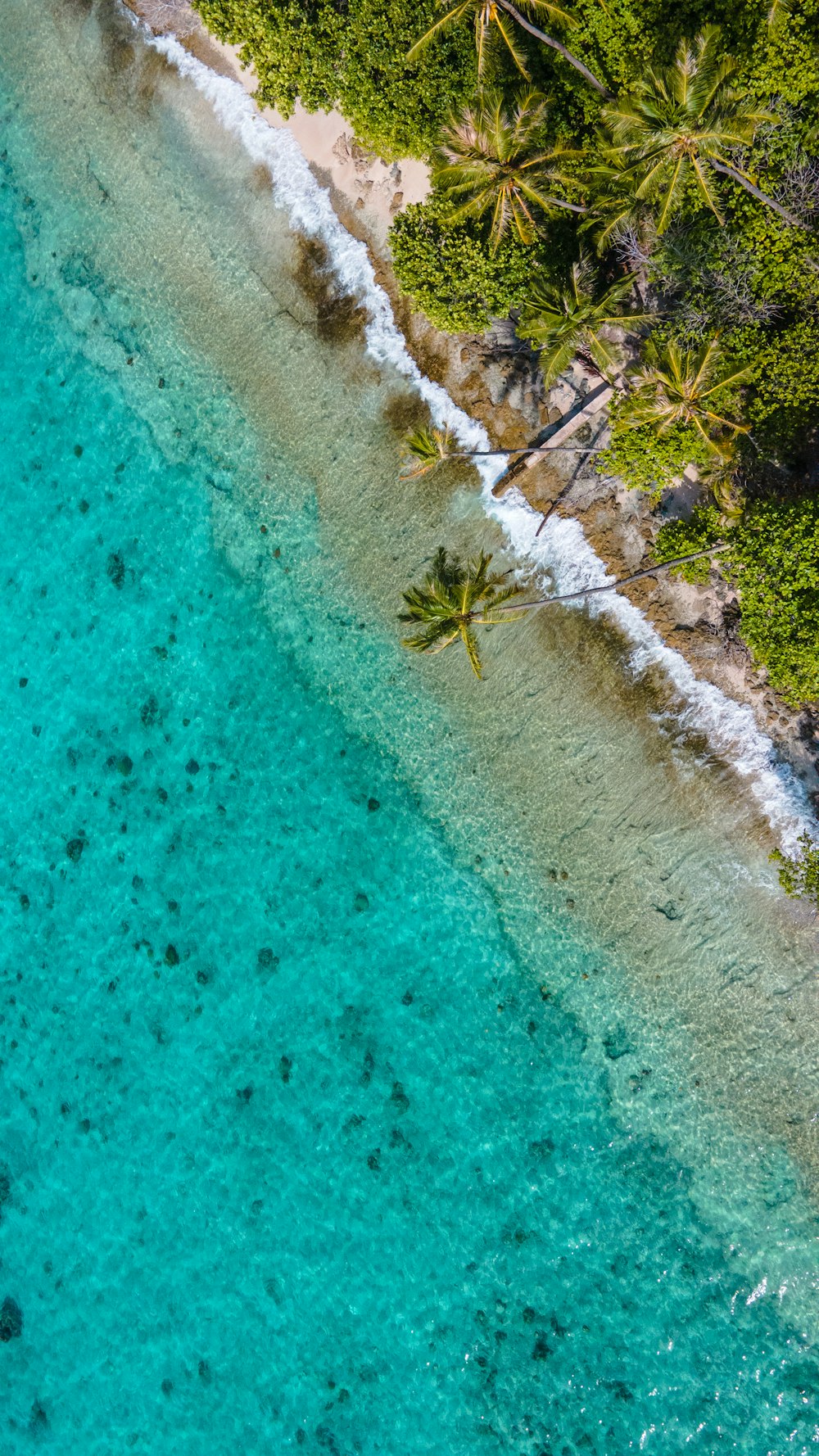 an aerial view of a tropical beach with blue water and palm trees