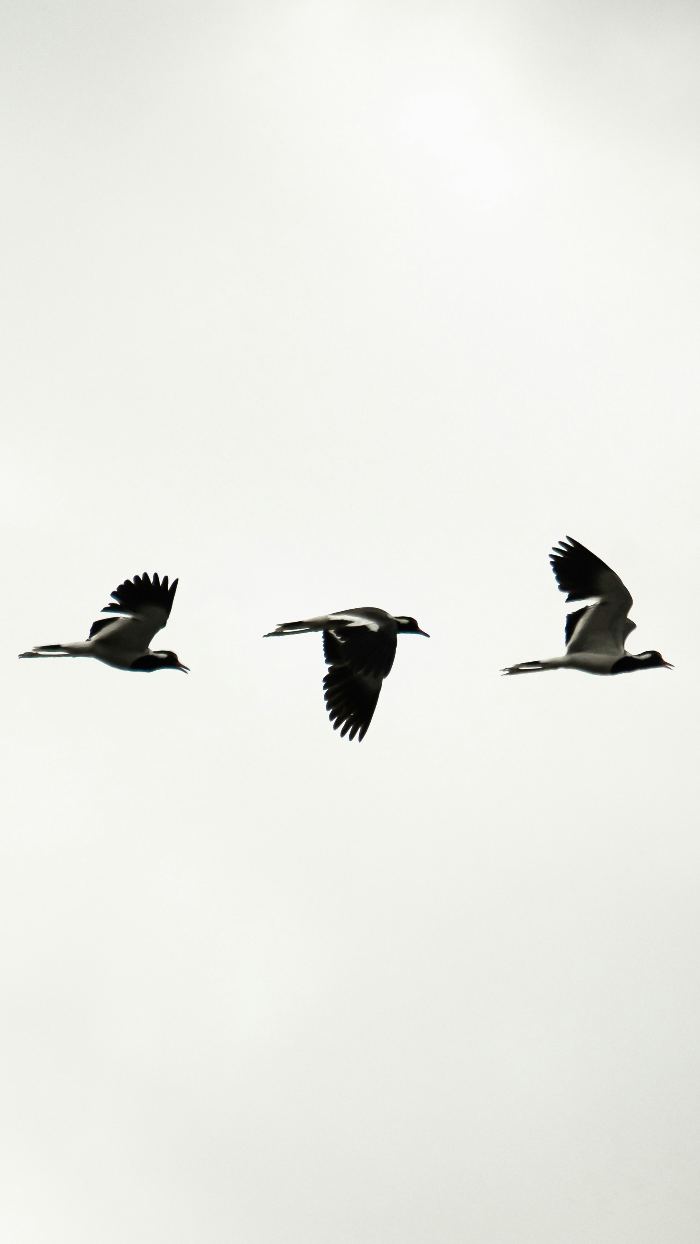 bird wallpaper aesthetic, wallpaper, Easy Bird Crafts for Adults: Creative Projects 2