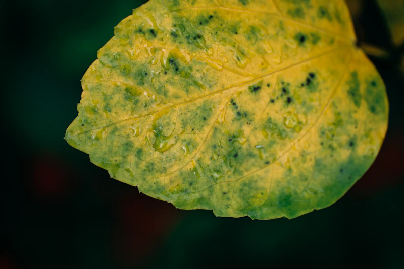 Tomato Spotted Wilt & Ringspot — Thrips-Vectored Virus