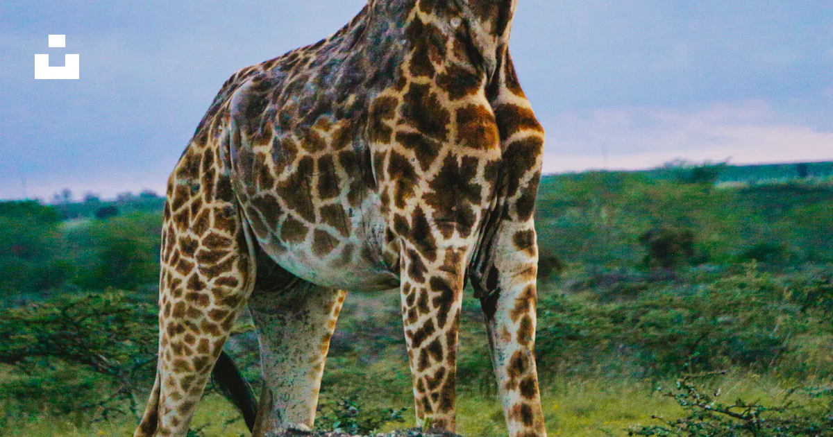 Splash Less Girrafe A giraffe standing on top of a lush green field photo – Free Giraffe ...