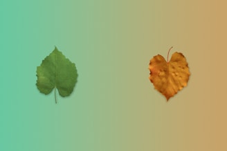 a couple of leaves sitting next to each other