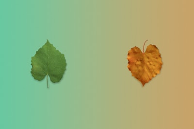 a couple of leaves sitting next to each other