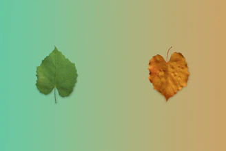 a couple of leaves sitting next to each other